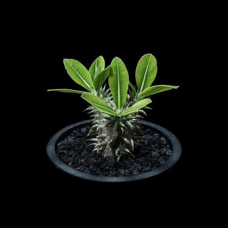 パキポディウム デンシカウレ / Pachypodium densicaule #10