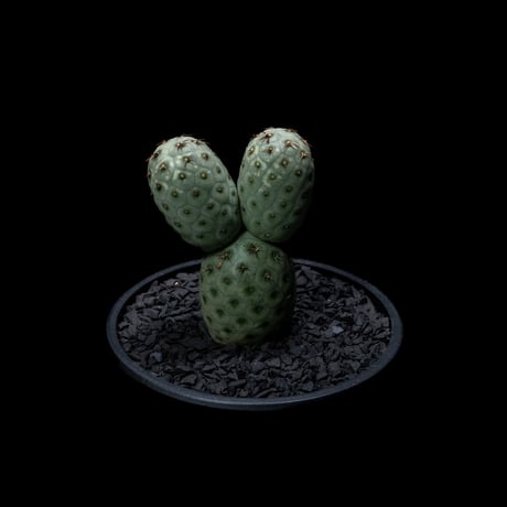 テフロカクタス ゲオメトリクス / Tephrocactus geometricus #2
