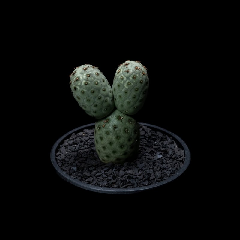 テフロカクタス ゲオメトリクス / Tephrocactus geometricus #2 |