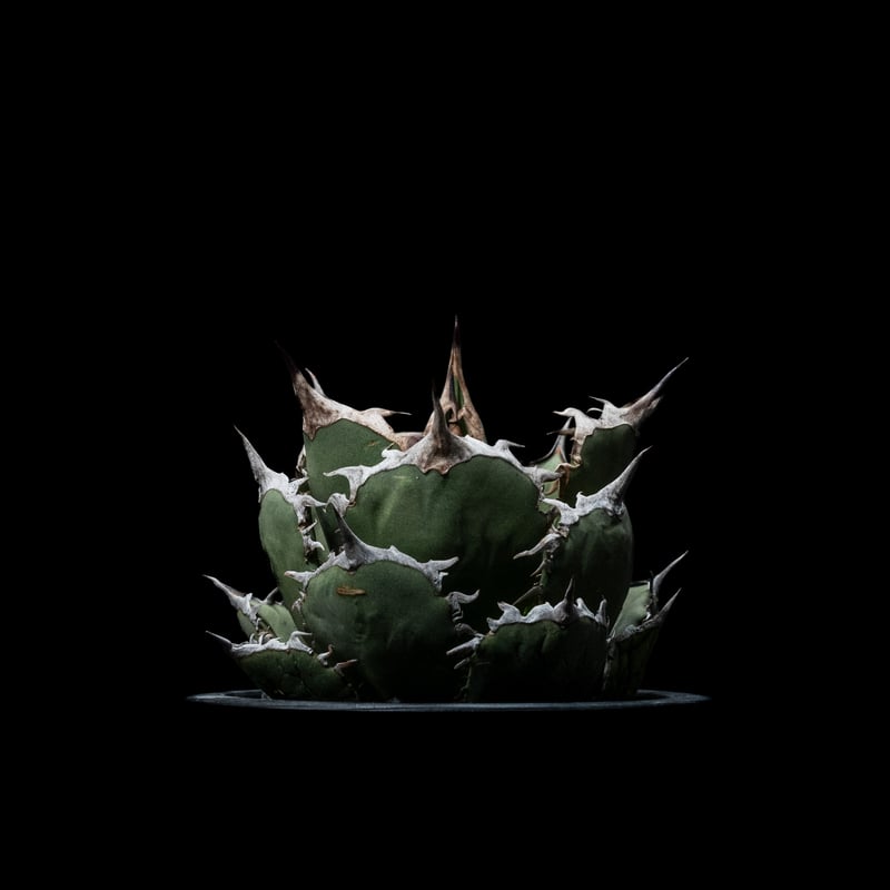 アガベ チタノタ　烈焔　黒犀 アガベ チタノタ 烈焔 001 Agave titanota 烈焔 | Sunny Branch