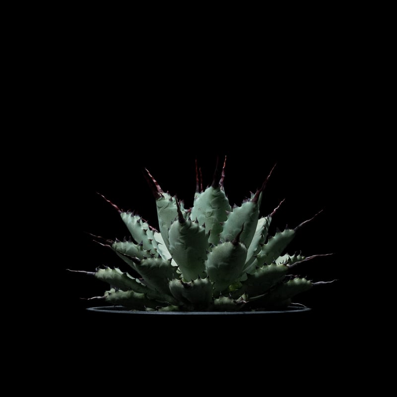 アガベ 八荒雷神 / Agave potatorum × macroacantha #1 | ...