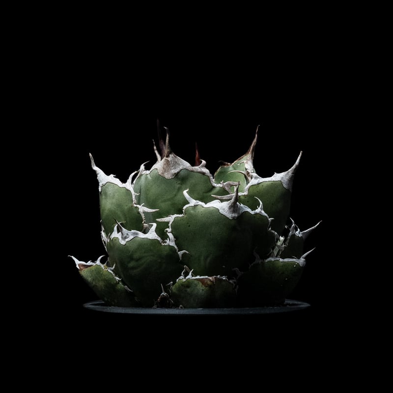 アガベ Agave　安雲野白鯨　COYOTE アガベ 氷海inspire 安曇野白鯨斑入 Heartplants育成株 子株