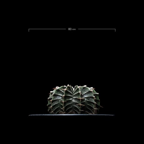 ギムノカリキウム属 フリードリッヒィ LB2178 / Gymnocalycium friedrihii LB2178 #1