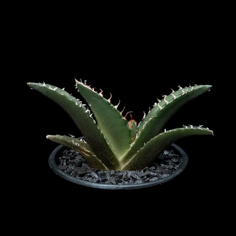 アガベ チタノタ 白鯨 / Agave titanota ‘White Whale’ #44