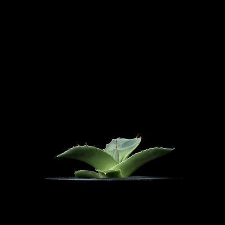アガベ パリー トルンカータ / Agave parryi var. truncata #5