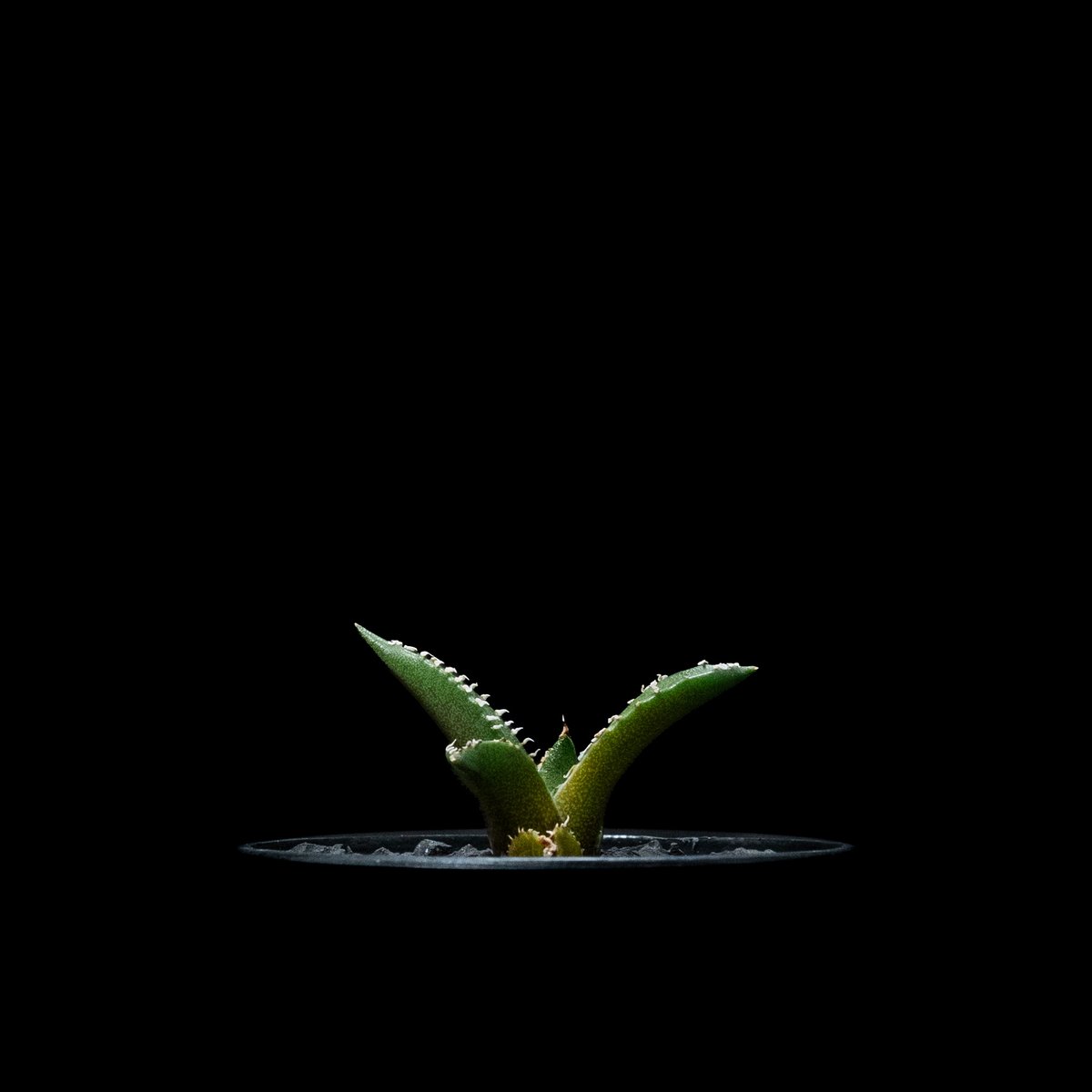 アガベ チタノタ 南アフリカダイヤモンド / Agave titanota アガベ チタノタ 南アフリカダイヤモンド / Agave titanota
