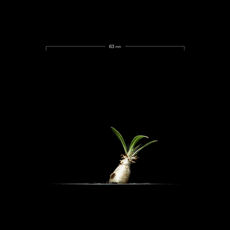 パキポディウム グラキリス / Pachypodium rosulatum var. gracilius #4