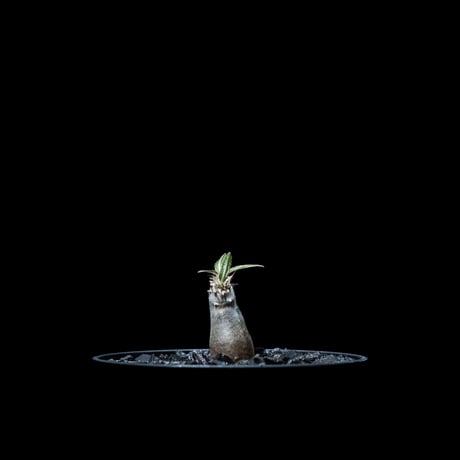 パキポディウム グラキリス / Pachypodium rosulatum var. gracilius #11