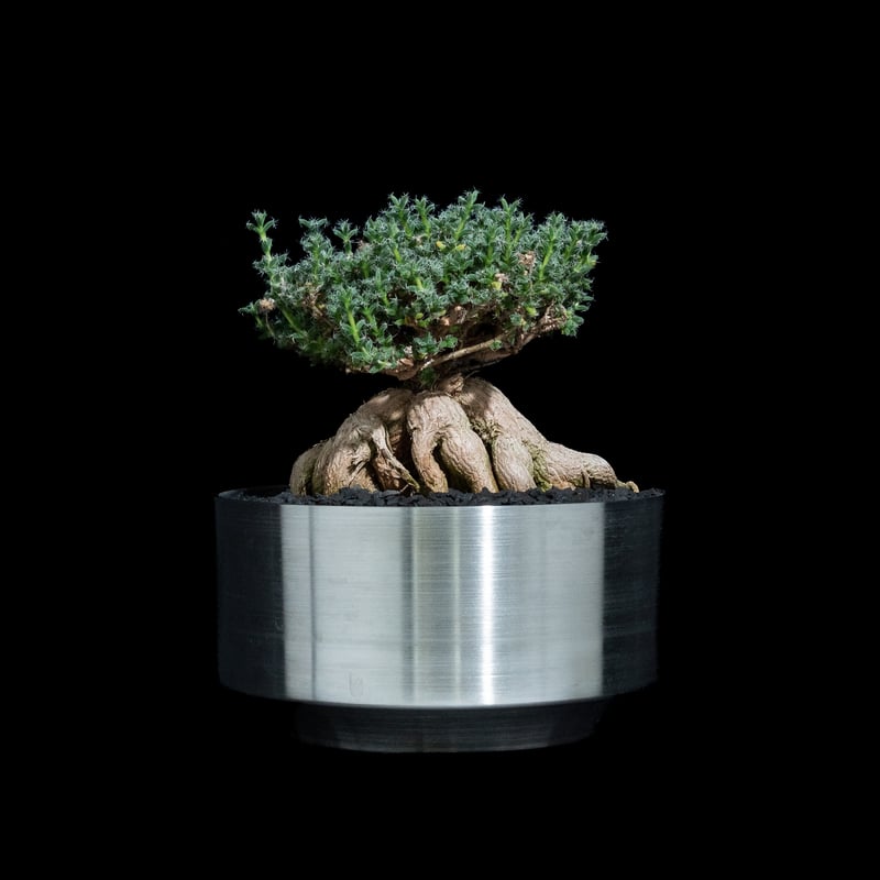 トリコディアデマ　ブルボスム　鉢付き トリコディアデマ ブルボスム / Trichodiadema bulbosum #54 | D