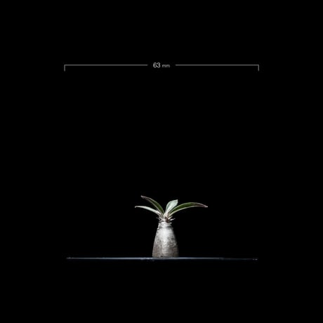 パキポディウム グラキリス / Pachypodium rosulatum var. gracilius #10
