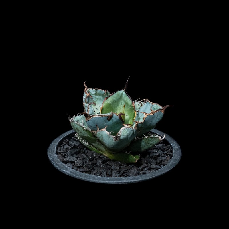 アガベ チタノタ ブラック&ブルー / Agave titanota 'Black & Blu