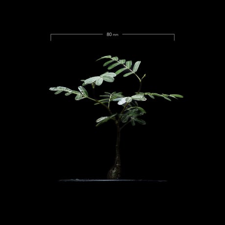 センナ メリディオナリス / Senna meridionalis #6