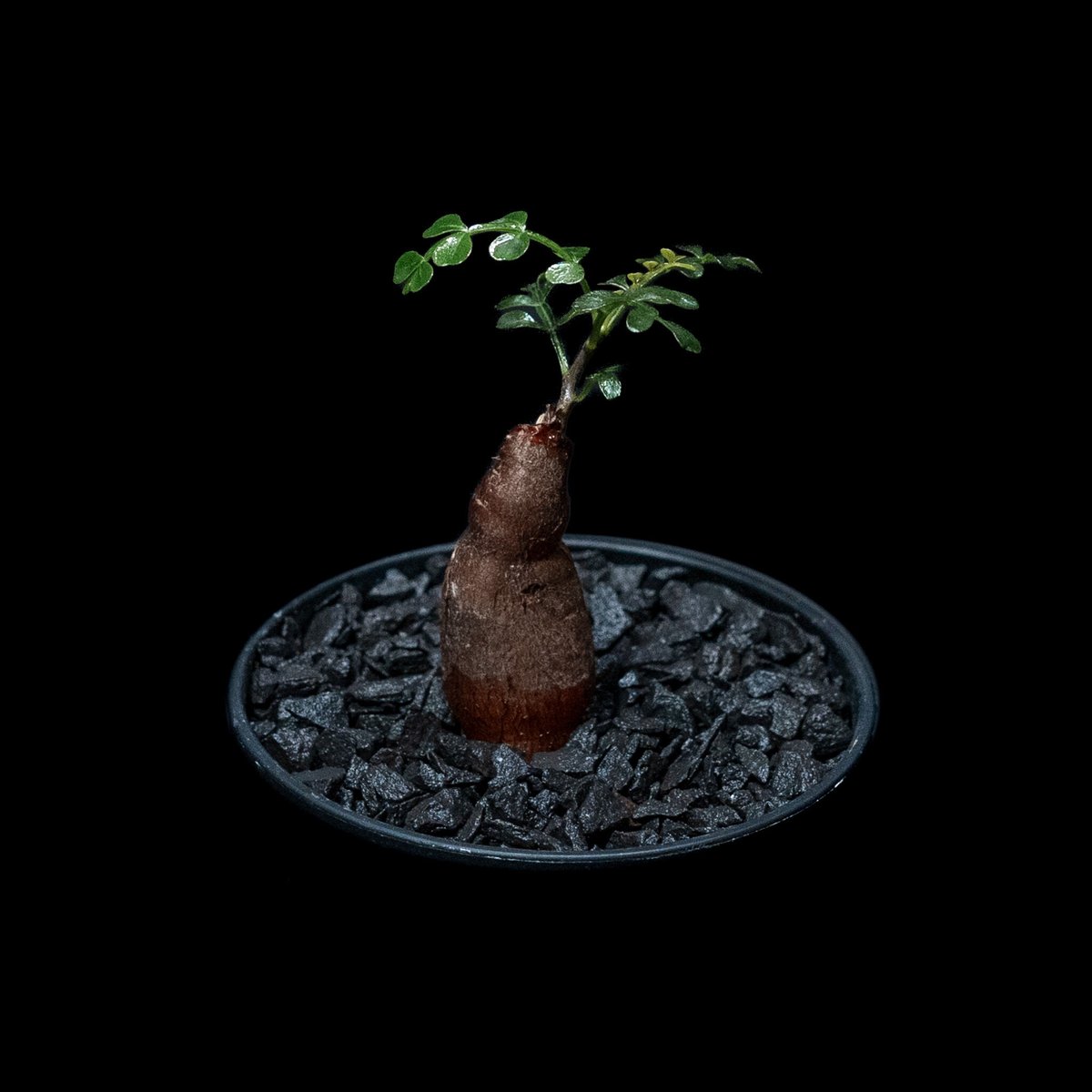 オペルクリカリア パキプス / Operculicarya pachypus #13 | D