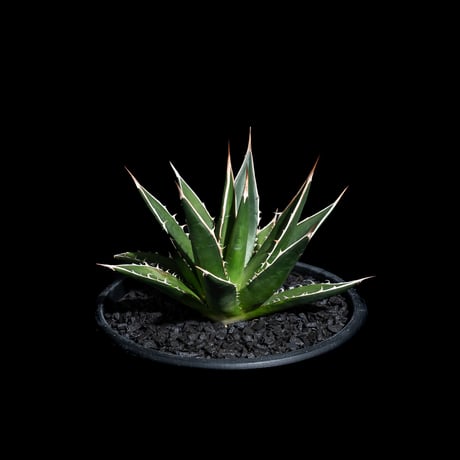 アガベ ホリダ / Agave horrida ssp. horrida #2