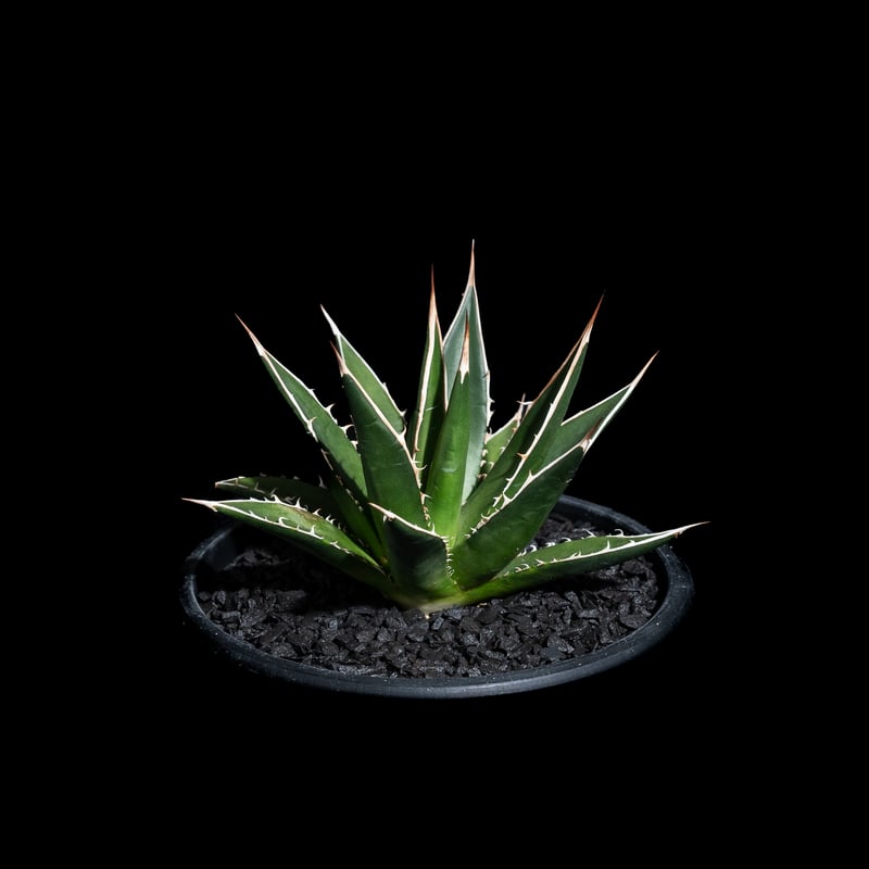 アガベ ホリダ / Agave horrida ssp. horrida #2 | Ducks