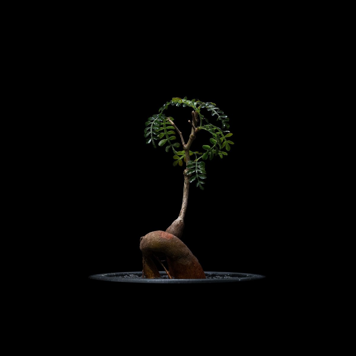 オペルクリカリア パキプス / Operculicarya pachypus #9 | Du