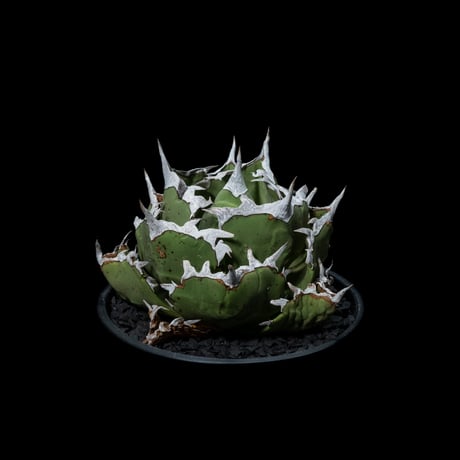 アガベ チタノタ 螃蟹 / Agave titanota ‘Crab’ #1