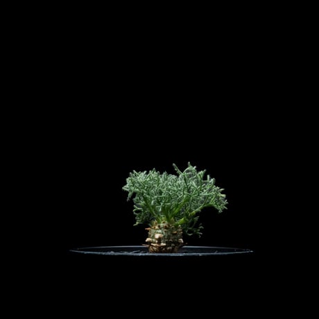 モンソニア ペニクリナム / Monsonia peniculina #27