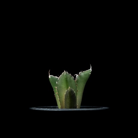 アガベ チタノタ 白鯨 / Agave titanota ‘White Whale’ #76