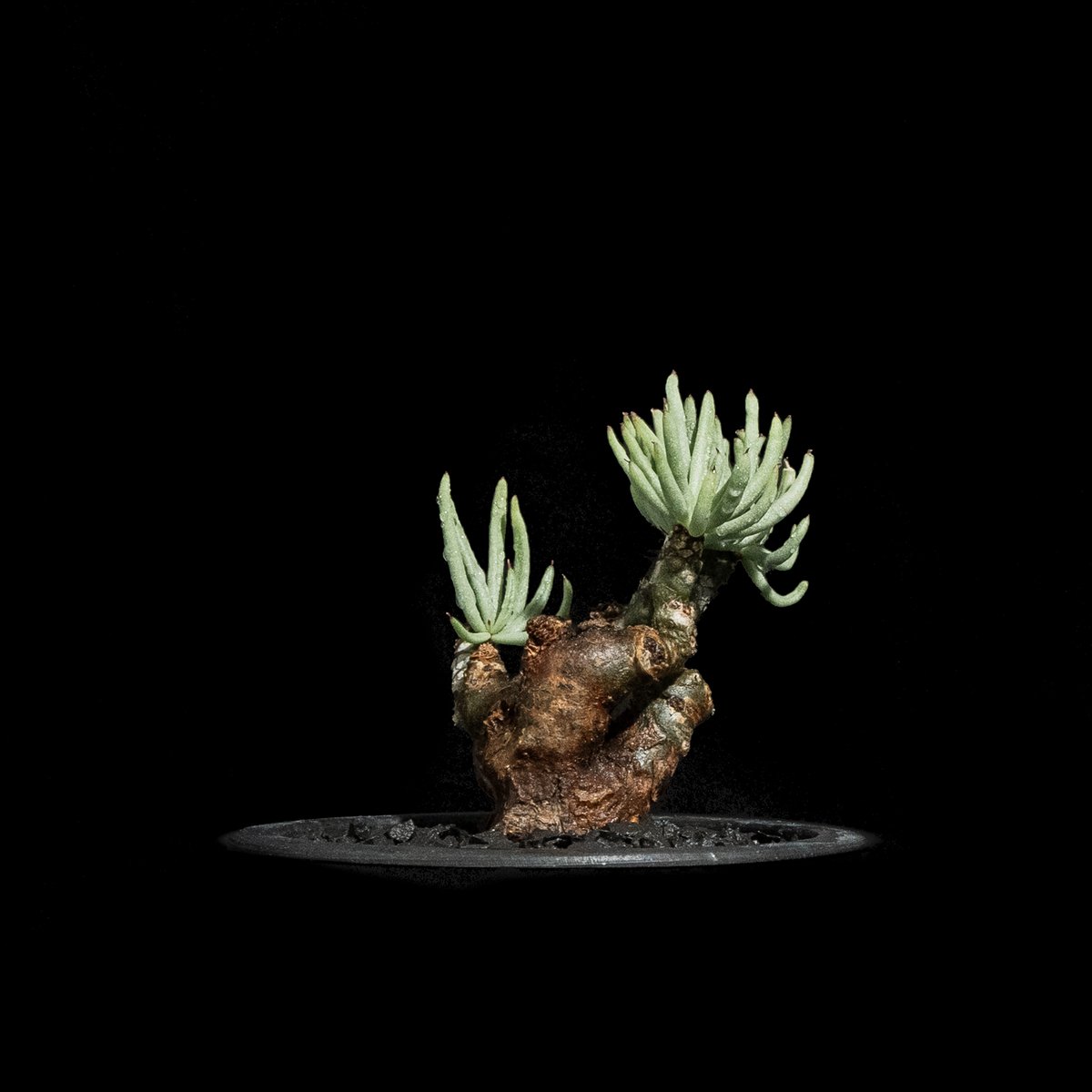 チレコドン ペアルソニー / Tylecodon pearsonii #1 | Ducks (