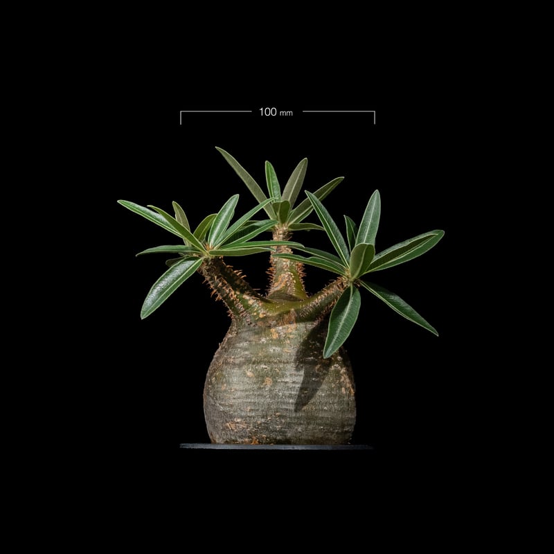 多頭パキポディウム・グラキリス 実生株3年｜Pachypodium