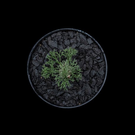 モンソニア ペニクリナム / Monsonia peniculina #15