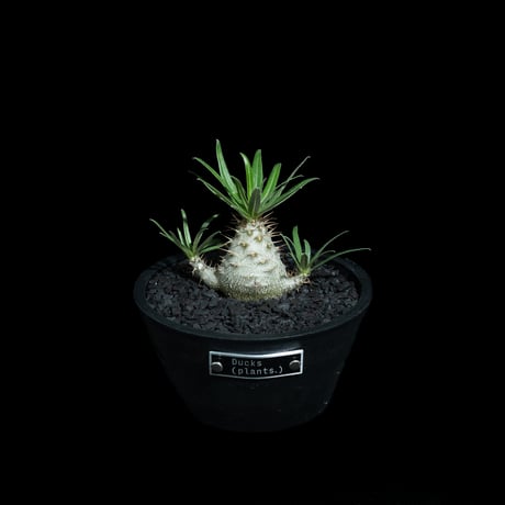 パキポディウム グラキリス / Pachypodium rosulatum var. gracilius #91
