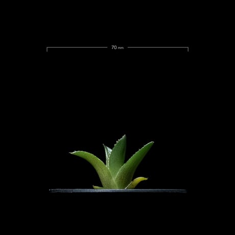 アガベ チタノタ フィリグリー (圓葉拇指) / Agave titanota ‘Filigree’ #2