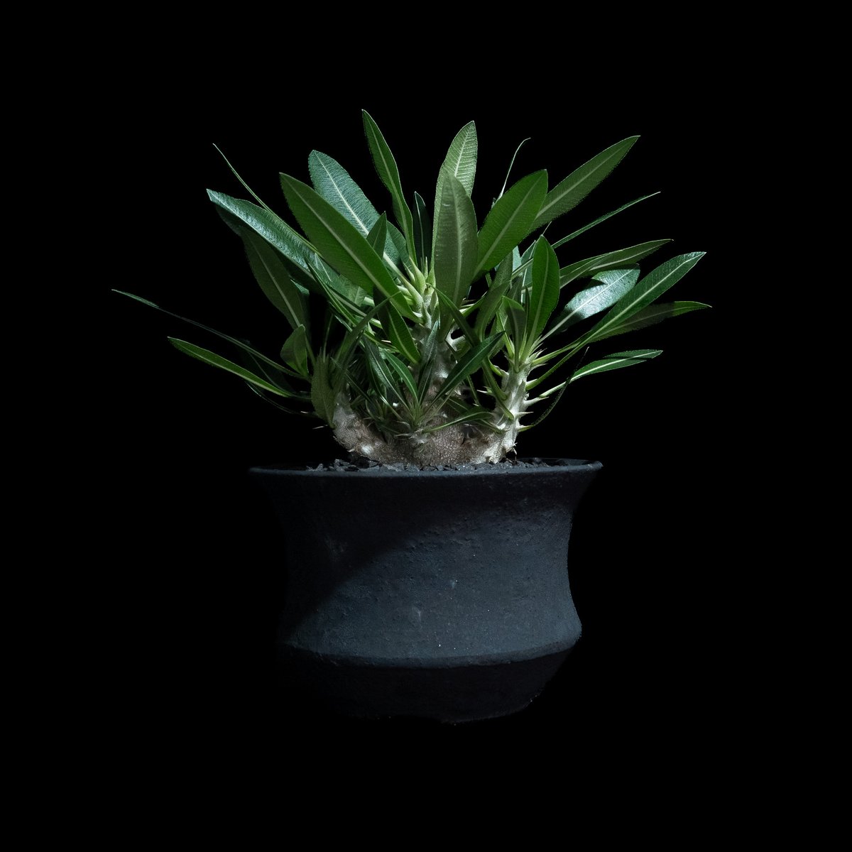 パキポディウム マカイエンセ / Pachypodium makayense #4 | Duc