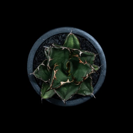 アガベ チタノタ ブラック&ブルー / Agave titanota ‘Black & Blue’ #16