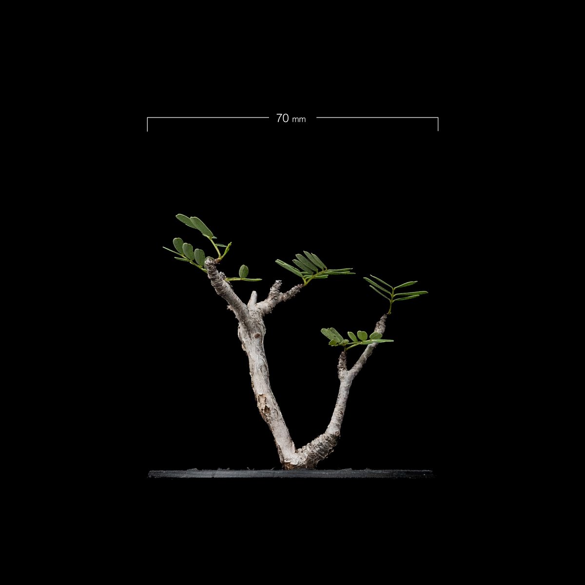センナ メリディオナリス / Senna meridionalis #28 | Ducks (
