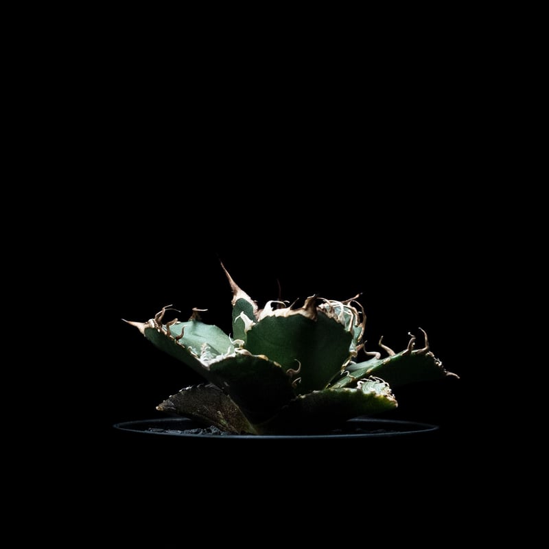 アガベ チタノタ シーザー / Agave titanota 'Caesar' #6 | Du