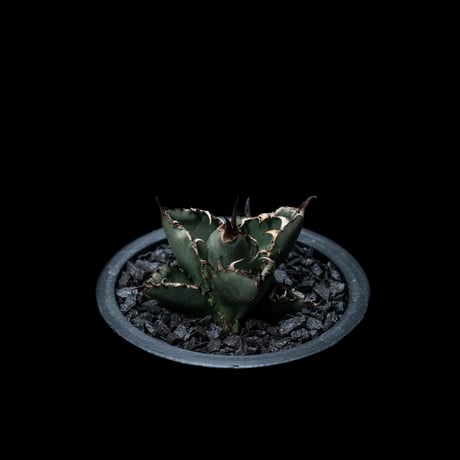 アガベ チタノタ ブラック&ブルー / Agave titanota ‘Black & Blue’ #8