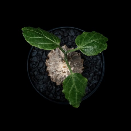 マテレア シクロフィラ / Matelea cyclophylla #4