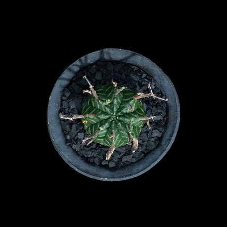 ユーフォルビア バリダ / Euphorbia meloformis ssp. valida #7