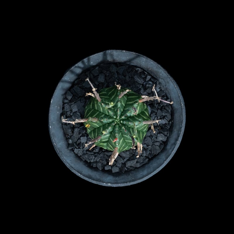 ユーフォルビアバリダ　群生　10年程管理 ユーフォルビア バリダ 群生 Euphorbia valida | mana's farm:塊