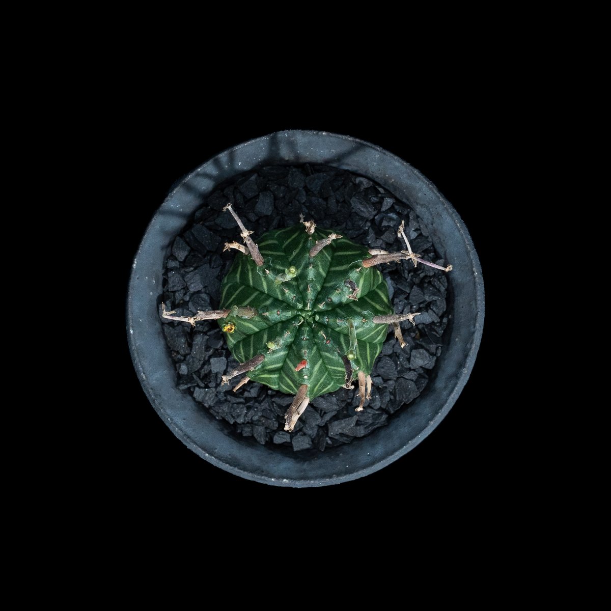 ユーフォルビア バリダ / Euphorbia meloformis ssp. valida