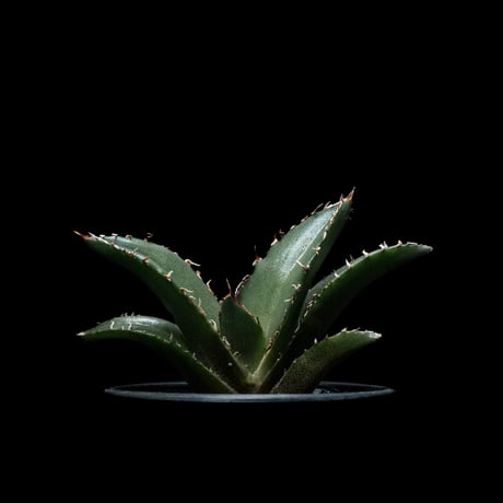 アガベ チタノタ 白鯨 / Agave titanota ‘White Whale’ #51