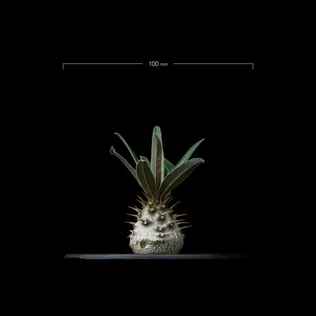 パキポディウム グラキリス / Pachypodium rosulatum var. gracilius #54