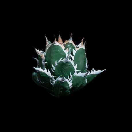 LOBINDON アガベフィギュア レッドキャットウィーズル