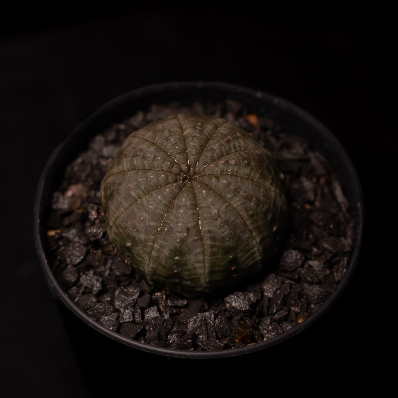 ユーフォルビア オベサ / Euphorbia obesa #2 | Ducks ( plan