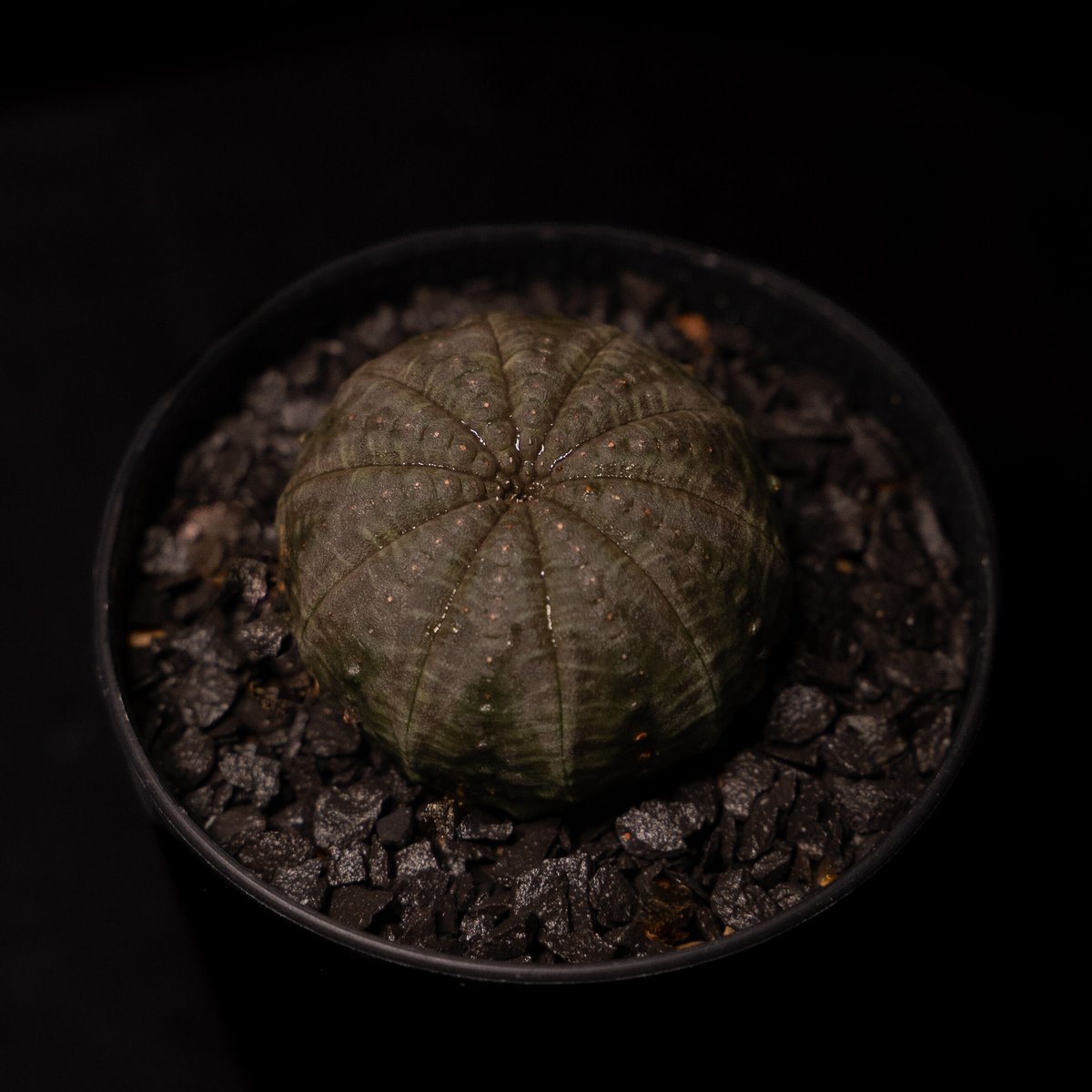 ユーフォルビア オベサ / Euphorbia obesa #2 | Ducks ( plan ユーフォルビア オベサ / Euphorbia obesa #2 | Ducks ( plan