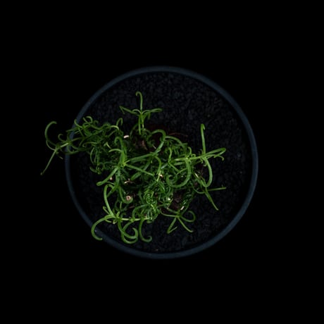 メストクレマ アルボリフォルメ / Mestoklema arboriforme