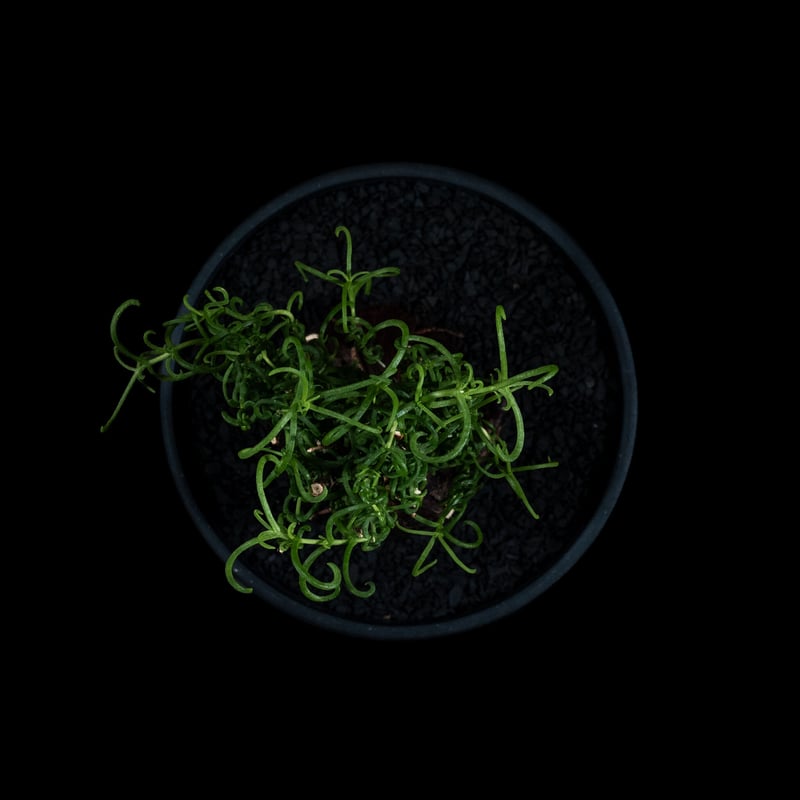 メストクレマ アルボリフォルメ / Mestoklema arboriforme | Duck