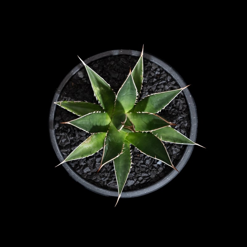 アガベ ホリダ / Agave horrida ssp. horrida #2 | Ducks