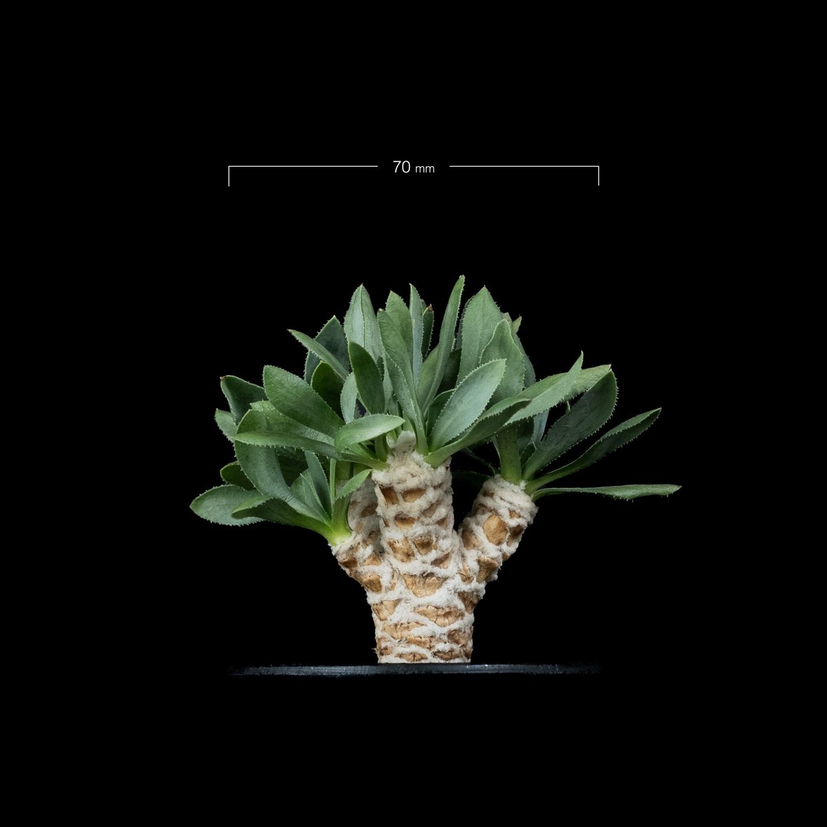 オトンナ レトロルサ / Othonna retrorsa #1 | Ducks ( plan