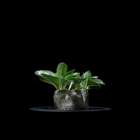 パキポディウム ブレビカウレ / Pachypodium brevicaule #6