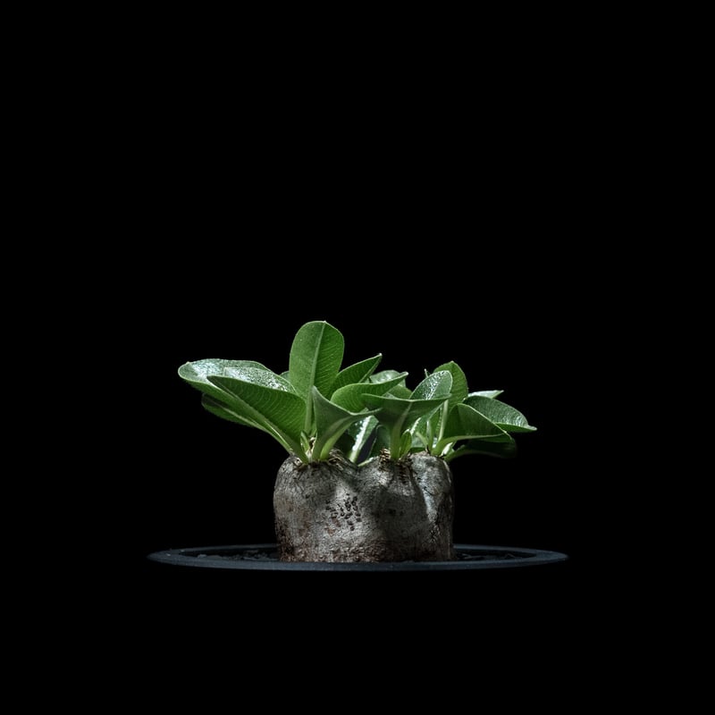 Pachypodium brevicaule パキポディウム・ブレビカウレ Pachypodium brevicaule [small] - Mountain Crest Gardens
