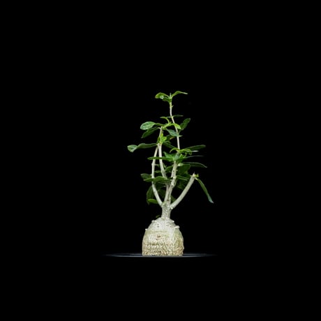 フォッケア エデュリス / Fockea edulis #6