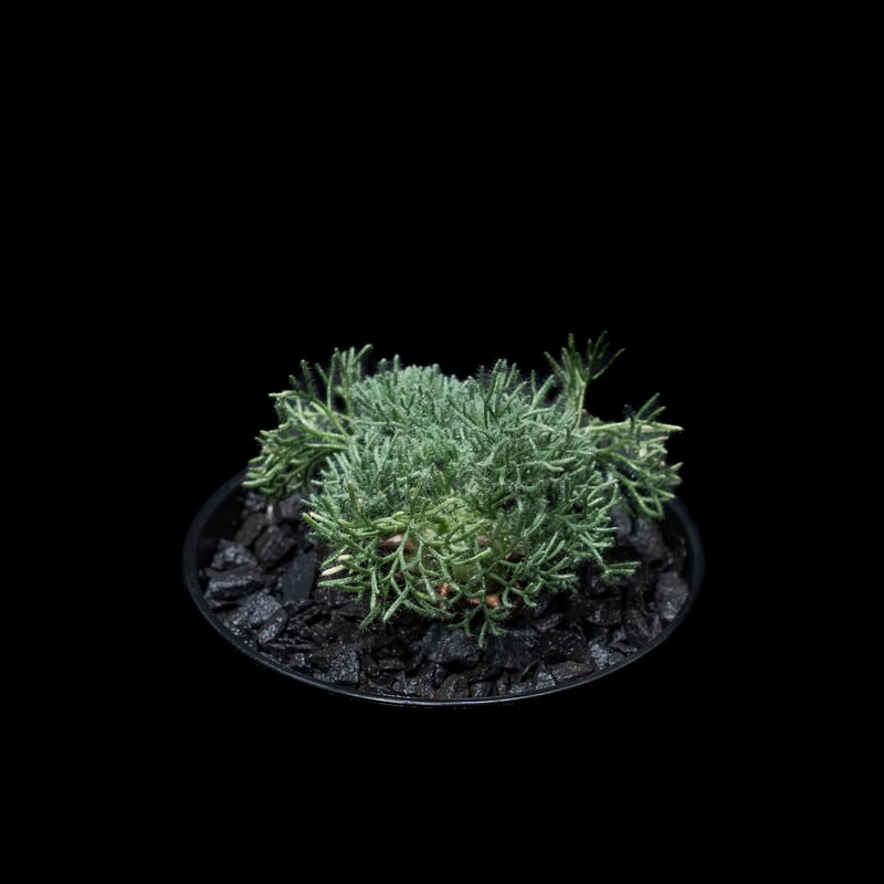 モンソニア ペニクリナム / Monsonia peniculina #4 | Ducks (